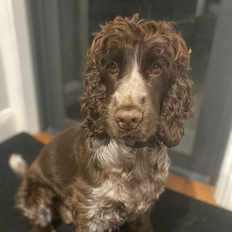 Portrait of Hazel, the dog