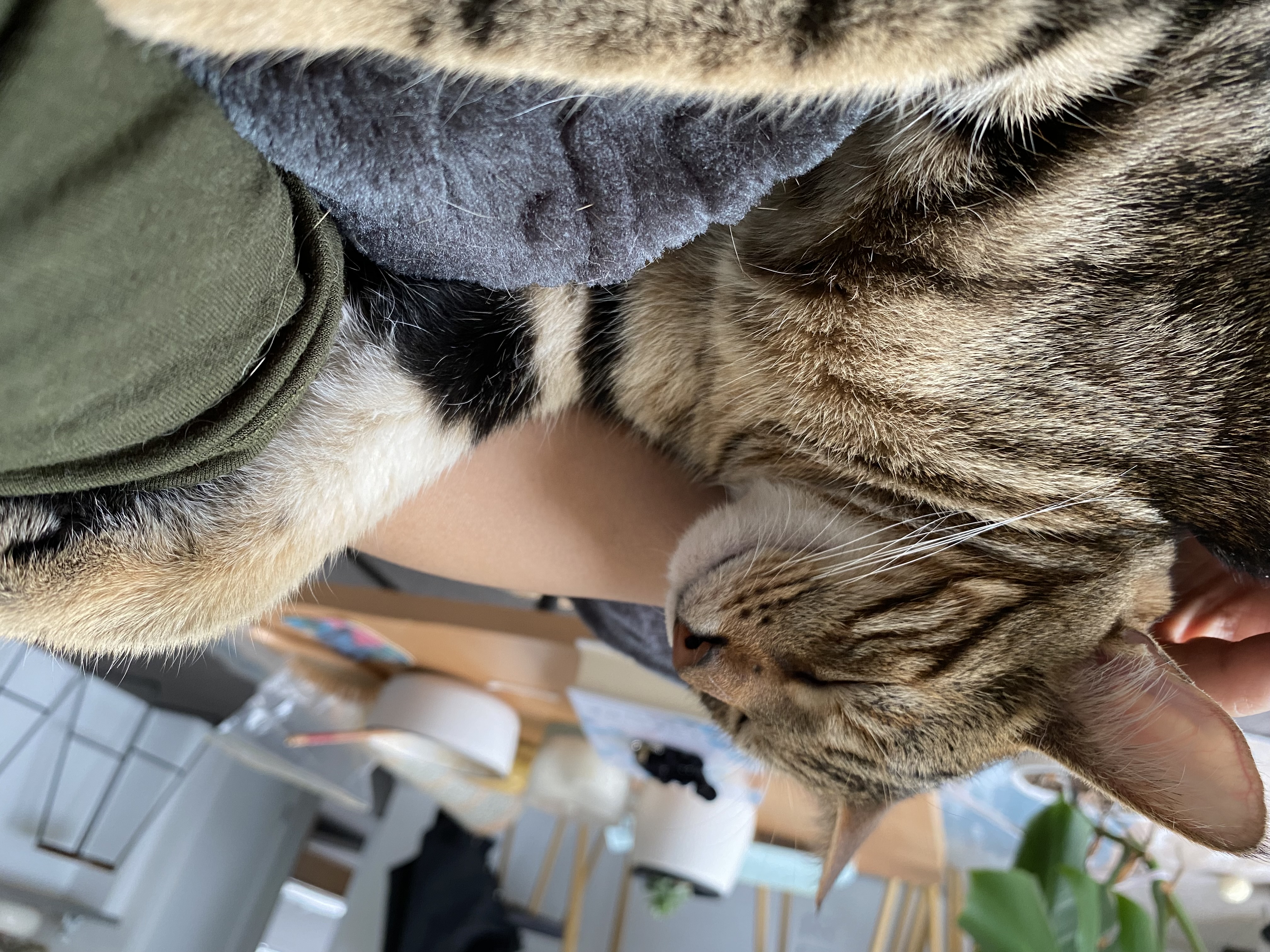 image-7