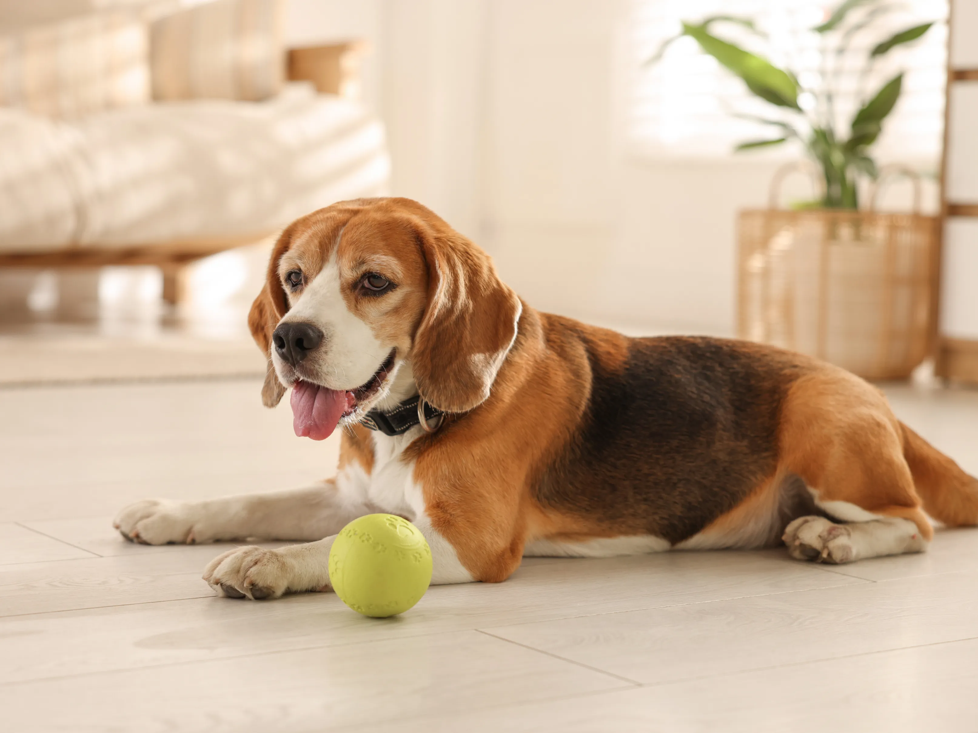 Dog Daycare Happy Dogs Brooklyn Doggy Daycare Happy Hounds Pet